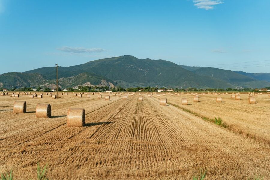 From Florence: Siena, San Gimignano, Pisa & Lunch at Winery - Why the guides matter on such a packed day