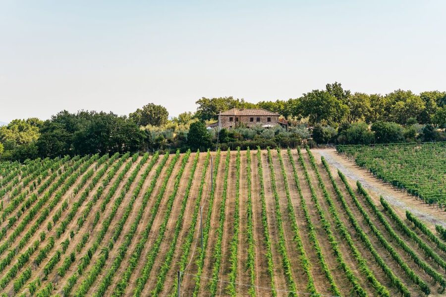 From Florence: Small Group Wine Tasting Tour to Tuscany - What you actually eat and drink
