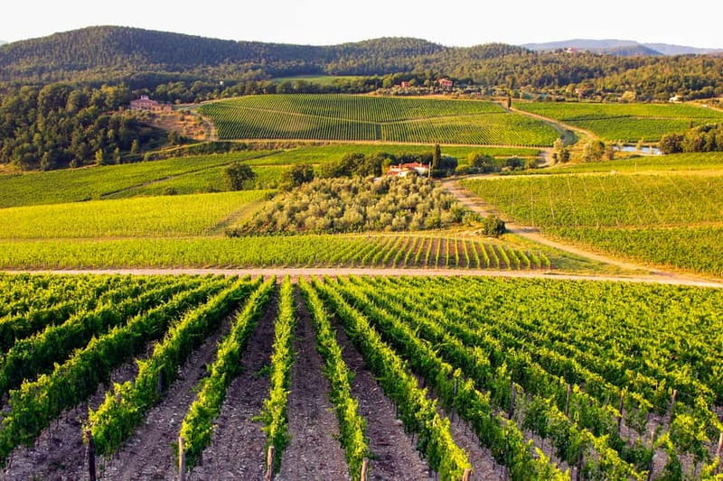 From Florence: Tuscany Wine & Food Tour with Guide - What the wine tasting is really like