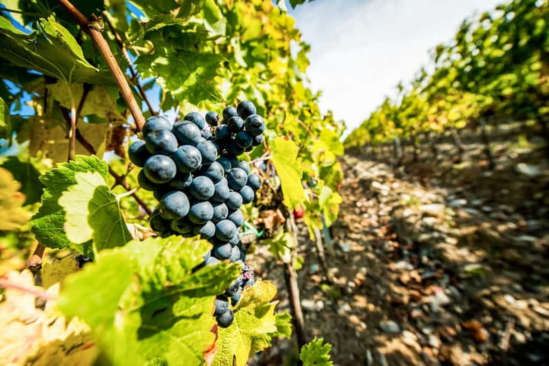 From Florence: Tuscany Wine & Food Tour with Guide - Meeting in Florence and heading into Chianti