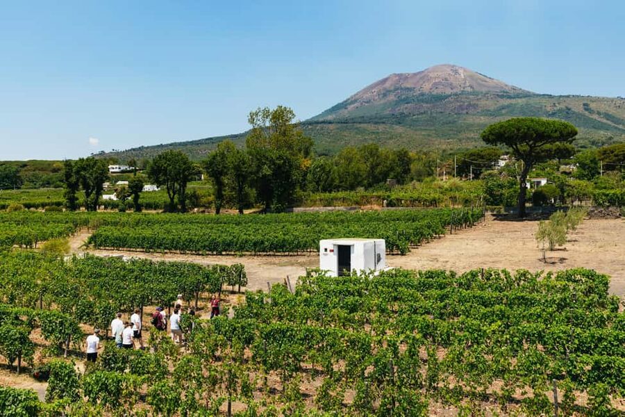 From Naples: Wine Tasting Tour on Vesuvius Slopes with Lunch - A vineyard shaped by Mount Vesuvius