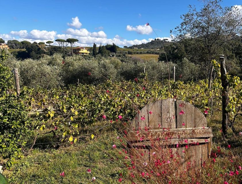From Rome: Half-Day Frascati Wine Tour with Farmhouse Lunch - The Frascati experience in five useful points