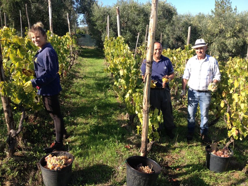 From Rome: Half-Day Frascati Wine Tour with Farmhouse Lunch - A guided walk through Frascati’s old center