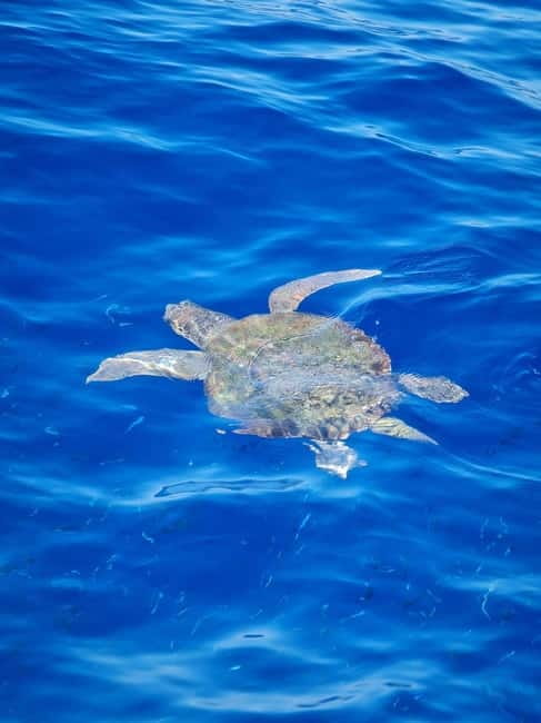From Sorrento: Capri Boat Tour with Blue Grotto Visit - What the guides and captains add