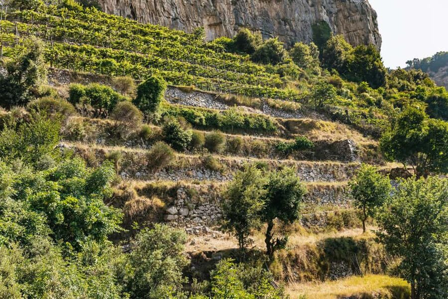 From Sorrento: Path of the Gods Guided Hike with Transfers - Returning to Sorrento by minibus
