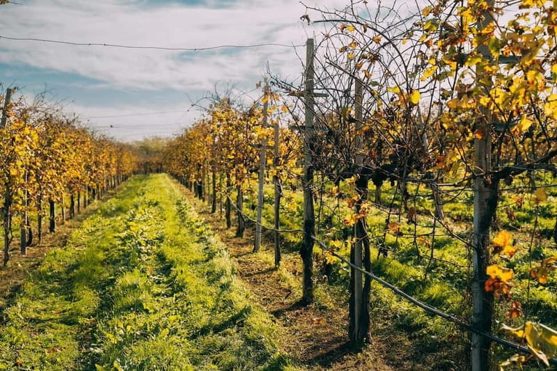 From Venice: Prosecco Hills and Wine Tasting Tour - Leaving Venice for Conegliano Valdobbiadene