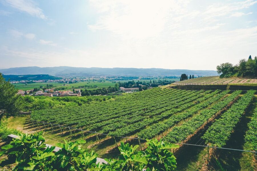 From Verona: Valpolicella and Amarone Wine Tasting Tour - A few practical ways to enjoy it more