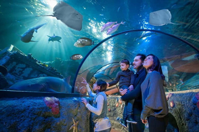 Gardaland SEA LIFE Aquarium: Open Date Entry Ticket - What the Gardaland SEA LIFE Aquarium experience is like