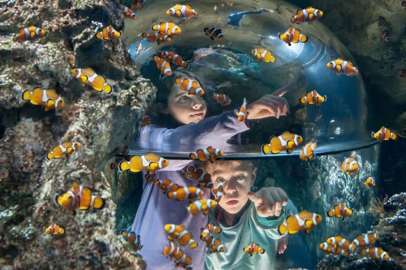 Gardaland SEA LIFE Aquarium: Open Date Entry Ticket - The 40 themed fish tanks