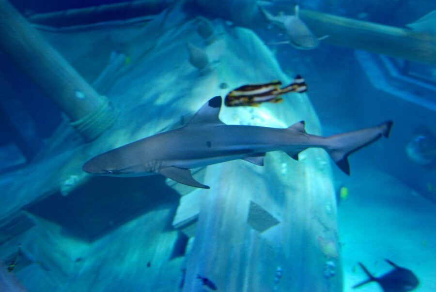 Gardaland SEA LIFE Aquarium: Open Date Entry Ticket - The fish-drawing activity for children