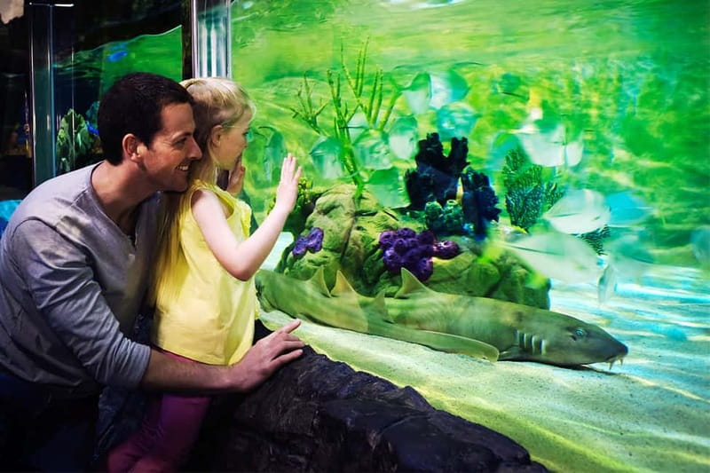 Gardaland SEA LIFE Aquarium: Open Date Entry Ticket - Queues, weather, and the stroller problem