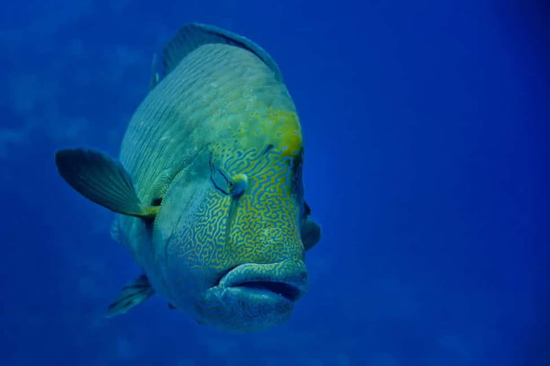 Gardaland SEA LIFE Aquarium: Open Date Entry Ticket - What the ticket is worth