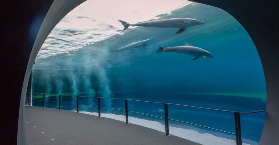 Genoa: Aquarium and FantaCinema Combined Ticket - The Aquarium of Genoa and its world of water