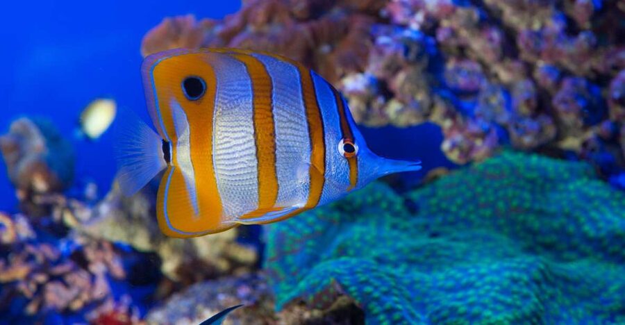 Genoa: Aquarium & Christopher Columbus' House Entry Tickets - Why the Aquarium Works for Families