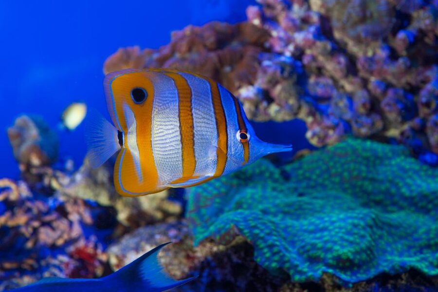 Genoa: Aquarium, Galata Museum and Submarine Entry Tickets - Three Genoa sights built around the sea