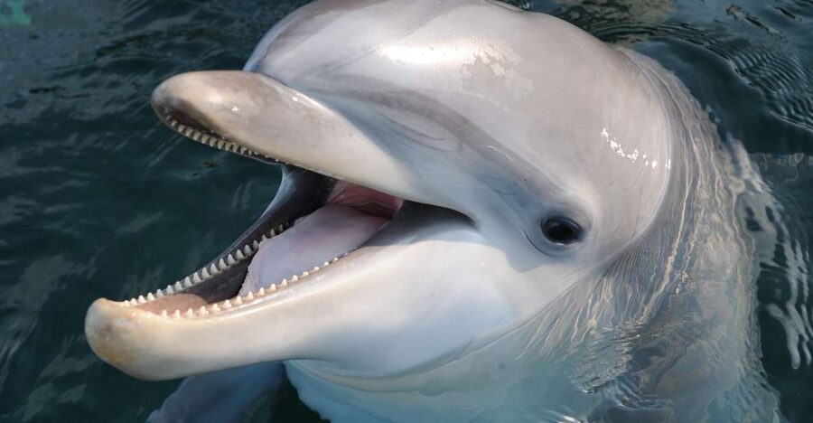 Genoa: Aquarium of Genoa & City of Children and Youth Ticket - Why this Genoa combination works for families
