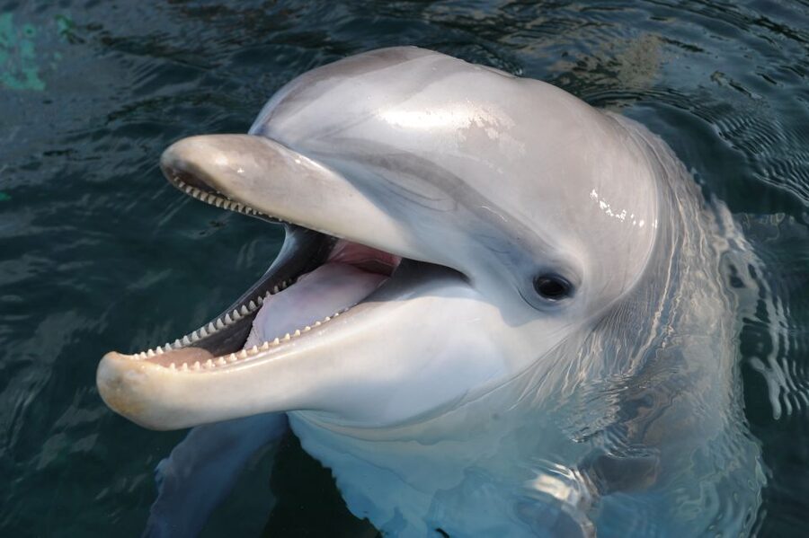 Genoa: Aquarium of Genoa & City of Children and Youth Ticket - The sight, sound, smell, taste, and touch rooms