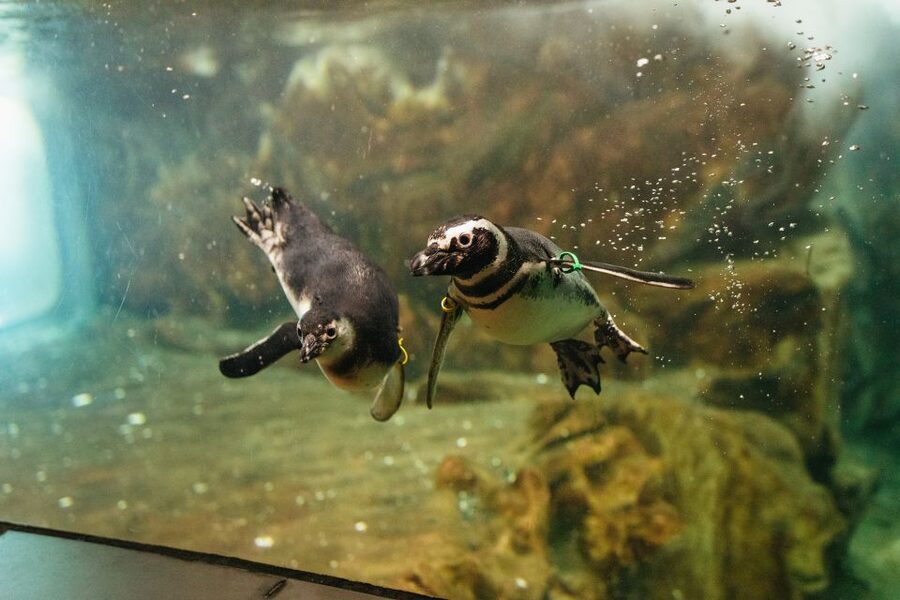 Genoa: Aquarium of Genoa Entry Ticket - Key points to know before you go