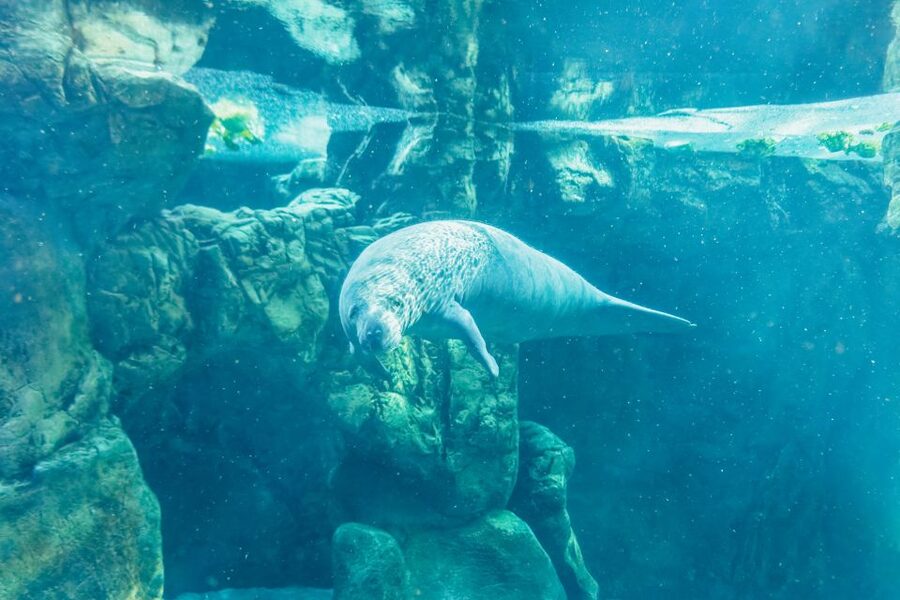 Genoa: Aquarium of Genoa Entry Ticket - Ticket timing and the value of $35