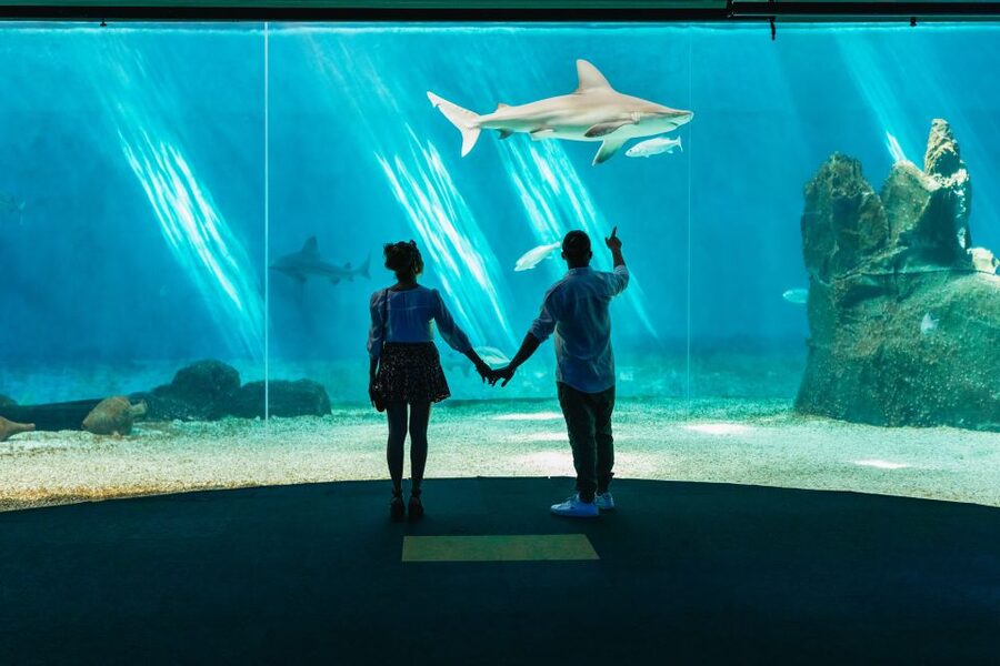 Genoa: Aquarium of Genoa Entry Ticket - Focaccia, lunch, and the practical food choices