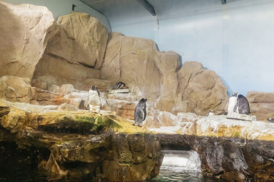Genoa: Aquarium of Genoa Entry Ticket - From Antarctic penguins to tropical reef fish