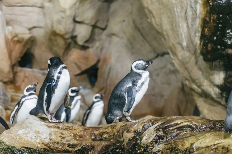 Genoa: Aquarium of Genoa with Lunch - Key points at a glance