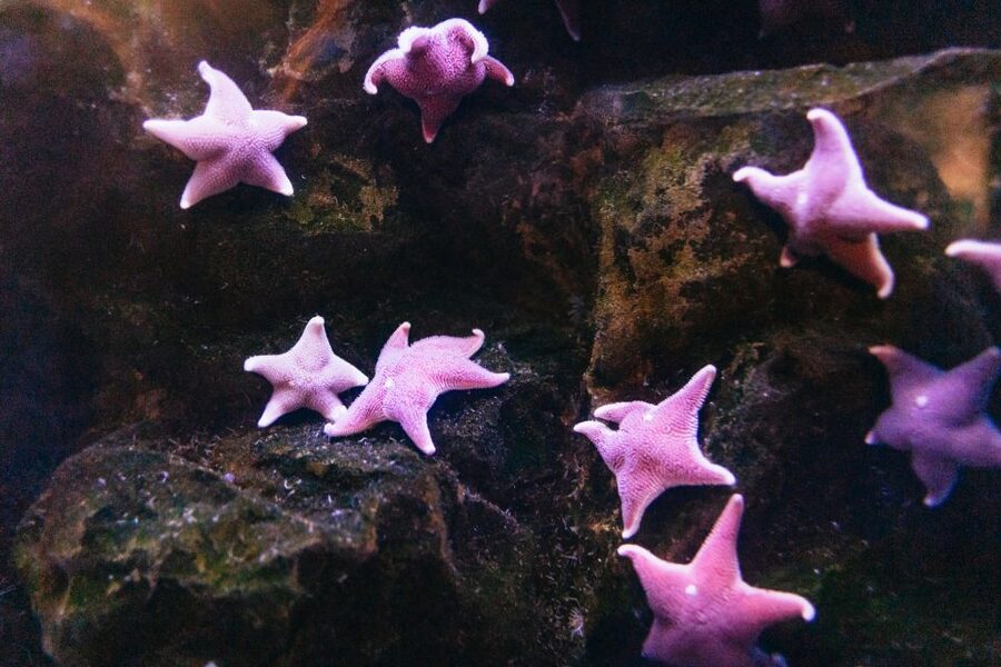 Genoa: Aquarium of Genoa with Lunch - Starting at Ponte Spinola in Genoa