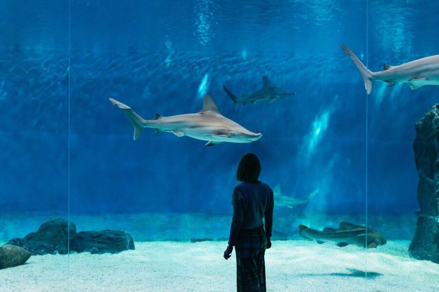 Genoa: Aquarium of Genoa with Lunch - Penguins, coral reef, dolphins, and manatees