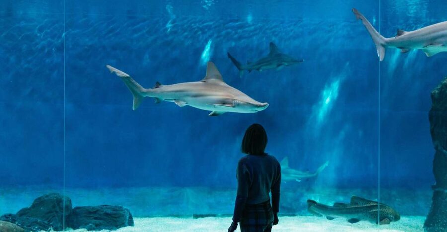 Genoa: Aquarium of Genoa with Lunch - Who will enjoy this experience most