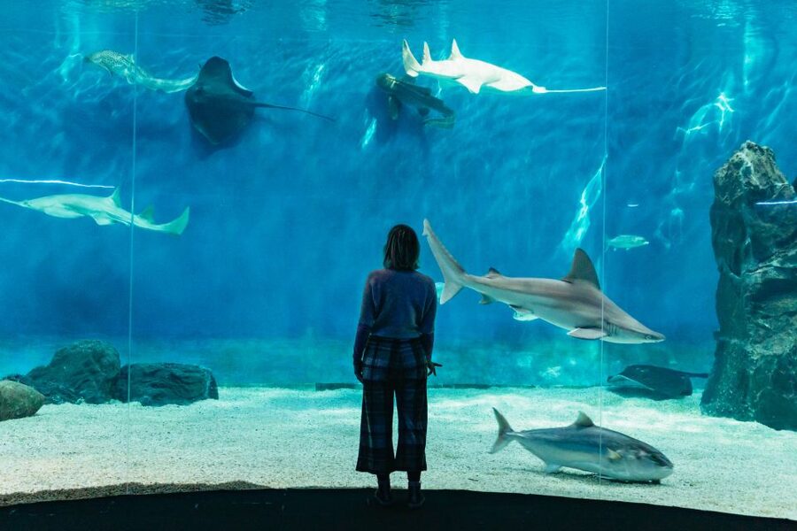 Genoa: Aquarium of Genoa with Lunch - Following the aquarium’s themed sea routes