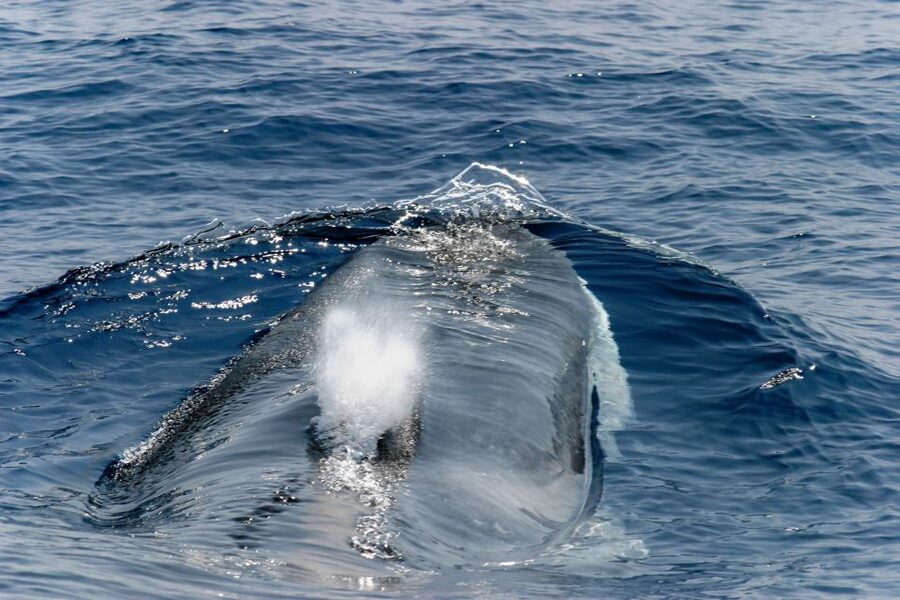 Genoa: Cetacean Watching Cruise with Marine Biologist Guide - Key points before you book