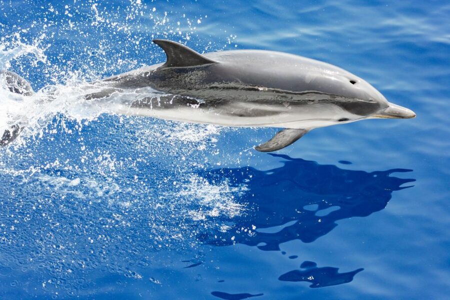 Genoa: Cetacean Watching Cruise with Marine Biologist Guide - The open-water search