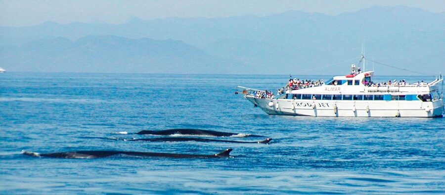 Genoa: Cetacean Watching Cruise with Marine Biologist Guide - Whale sightings require realistic expectations