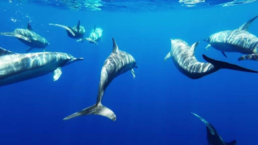 Giardini Naxos: Semi-Submarine Tour to Isola Bella - Isola Bella Nature Reserve From Below and Above