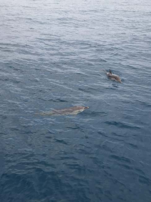 Giardini Naxos Taormina: Dolphin Watching Sunset Tour - Key things to know before booking
