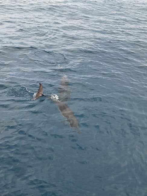 Giardini Naxos Taormina: Dolphin Watching Sunset Tour - Sicilian snacks, Prosecco, and music onboard
