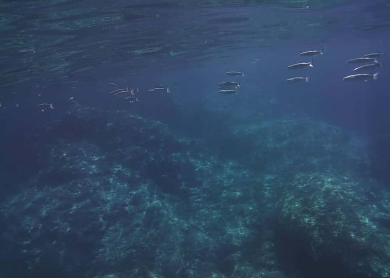 Giardini Naxos Taormina: Dolphin Watching Sunset Tour - Searching for dolphins in open water