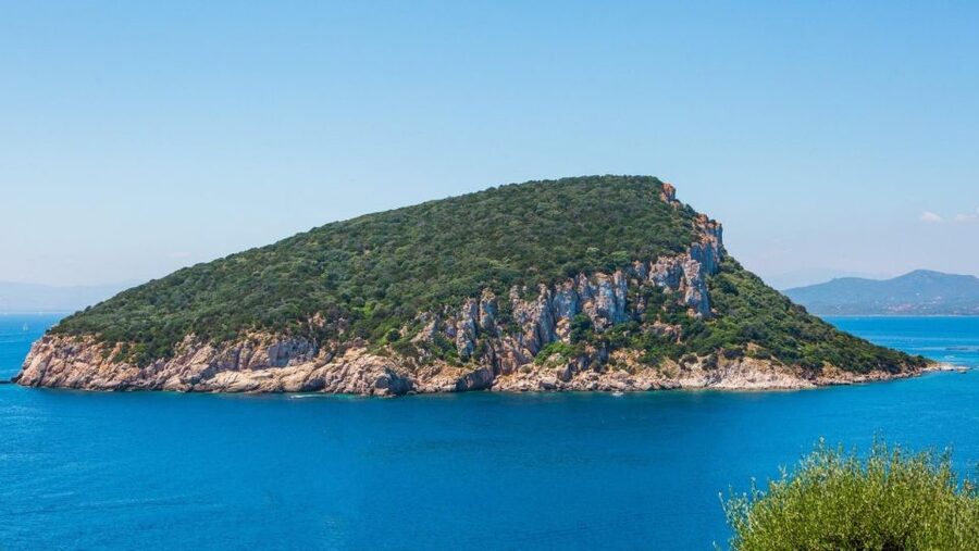 Golfo Aranci: Dolphin Watching and Snorkeling Boat Tour - Watching bottlenose dolphins in the open sea