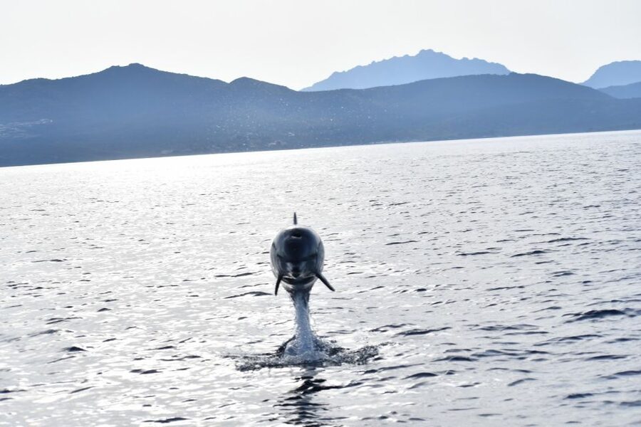 Golfo Aranci: Eco-Friendly Dolphin Watching Boat Trip - Key points before you book