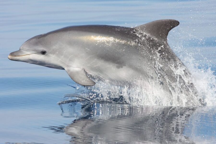 Golfo Aranci: Eco-Friendly Dolphin Watching Boat Trip - Leaving Golfo Aranci for Figarolo island