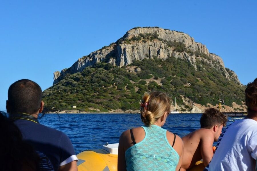 Golfo Aranci: Eco-Friendly Dolphin Watching Boat Trip - What the dolphin encounter is really like