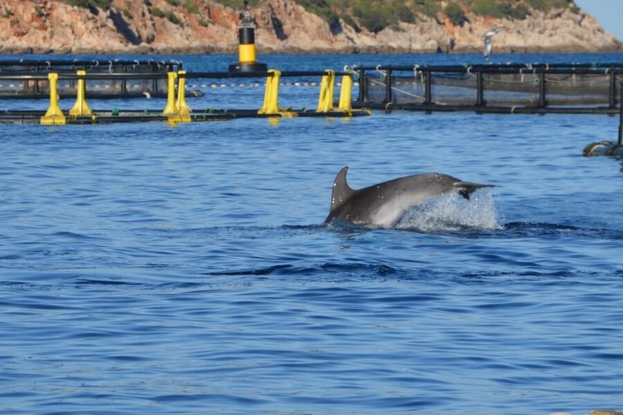 Golfo Aranci: Eco-Friendly Dolphin Watching Boat Trip - The crew makes a short tour work