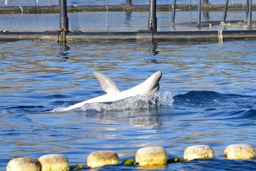 Golfo Aranci: Eco-Friendly Dolphin Watching Boat Trip - Eco-friendly watching instead of a dolphin show