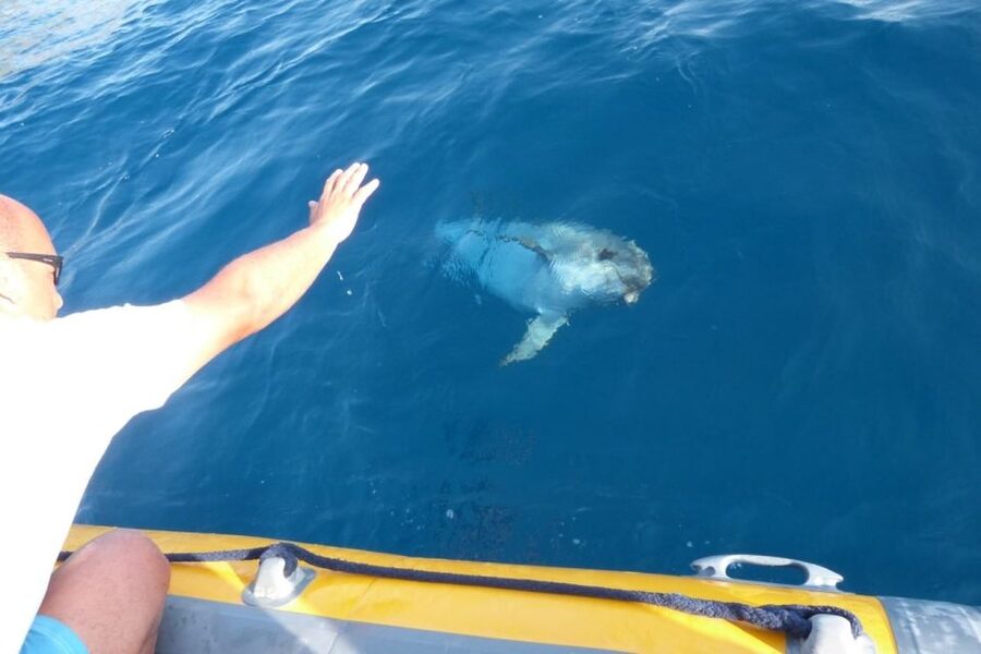 Golfo Aranci: Eco-Friendly Dolphin Watching Boat Trip - Is $41 a good price?