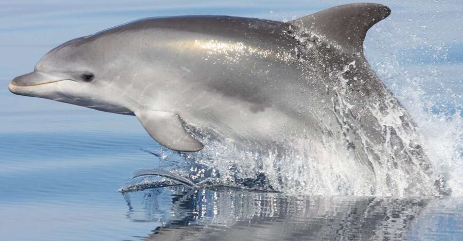 Golfo Aranci: Eco-Friendly Dolphin Watching Boat Trip - Why dolphins gather near the fish farm