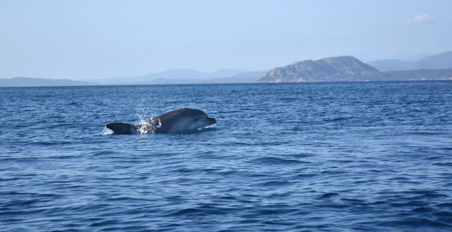 Golfo Aranci: Kayak Tour with Dolphins and Aperitif - Sunset or morning changes the character of the trip