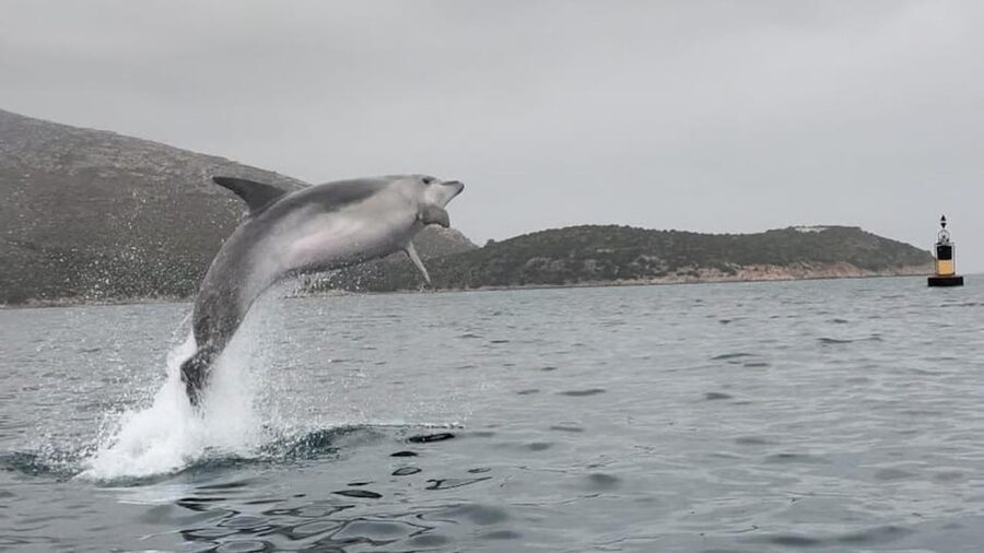 Golfo Aranci: Small group Kayak tour with Aperitif &dolphins - How good is the $58 value?
