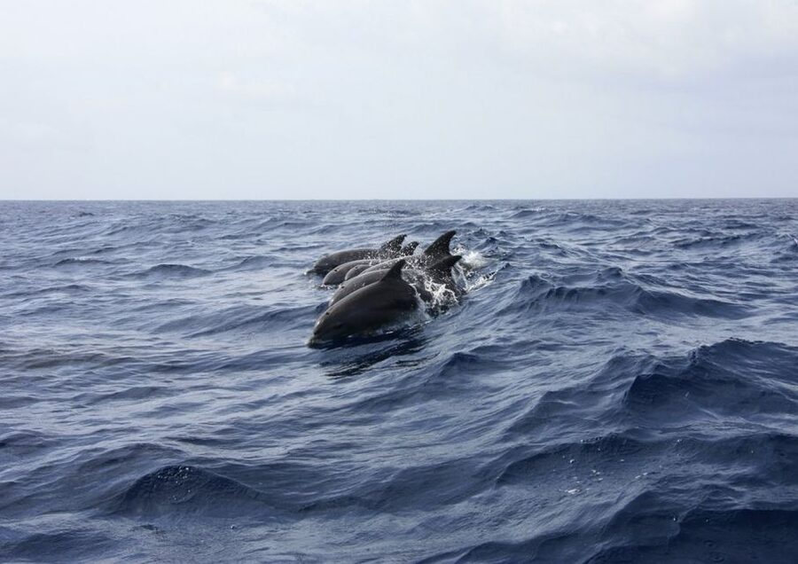 Golfo Aranci: Tavolara and Molara Snorkeling Dinghy Tour - Punta Spalmatore’s White Sand Stop