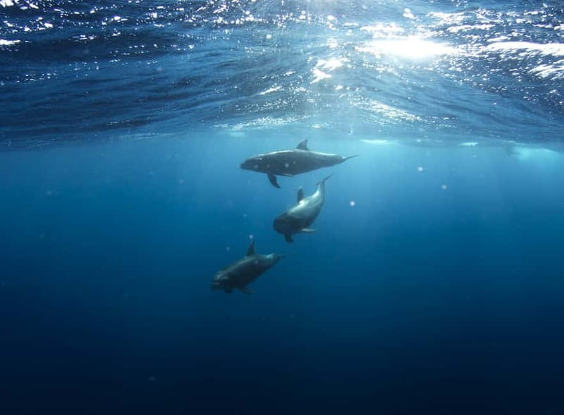 Golfo Aranci: Tavolara and Molara Snorkeling Dinghy Tour - Crew Care Makes a Difference