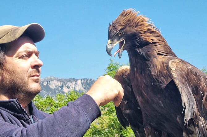 Interactive Educational Course on Birds of Prey - Key points about the Pollino raptor experience